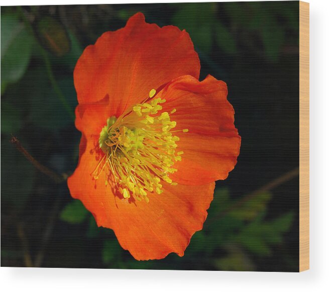 Poppy Wood Print featuring the photograph Burst of Colors by Marilynne Bull