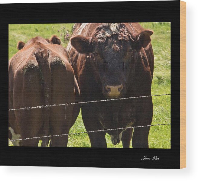 Cows Wood Print featuring the photograph Butt Head by Jana Rosenkranz