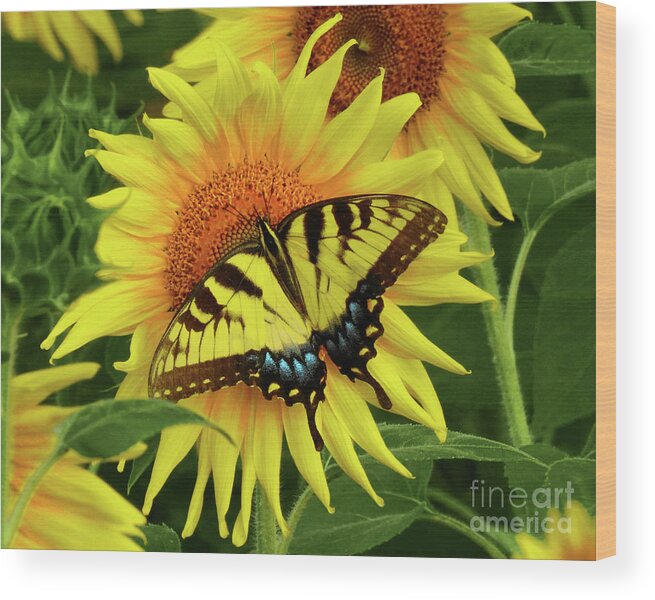 Sunflowers Wood Print featuring the photograph Butterflies and Sunflowers by Scott Cameron