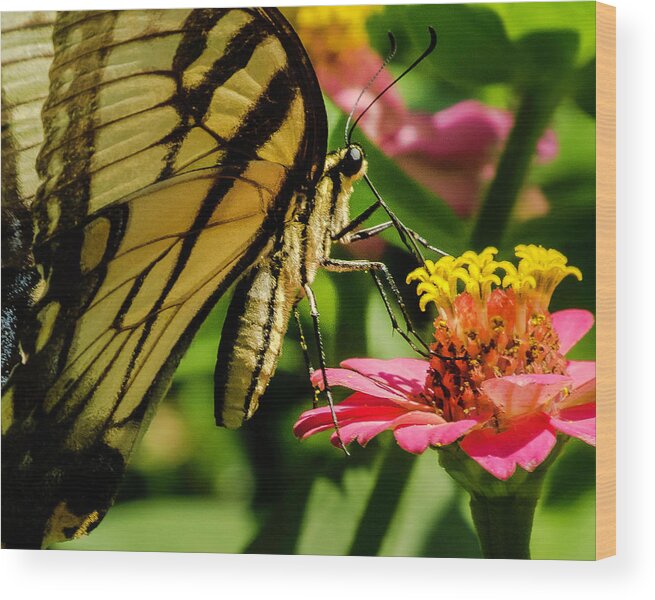 Butterfly Wood Print featuring the photograph Butterfly and Zinnia by John Roach