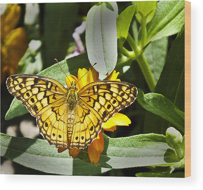 Butterfly Wood Print featuring the photograph Butterfly at Rest by Bill Barber