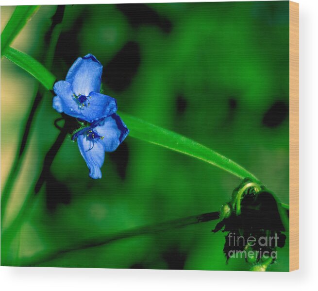 Flowers Wood Print featuring the photograph Butterfly Flower by Metaphor Photo