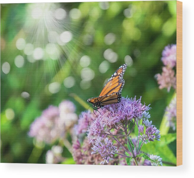 Butterfly Wood Print featuring the photograph Butterfly Light by Cathy Kovarik