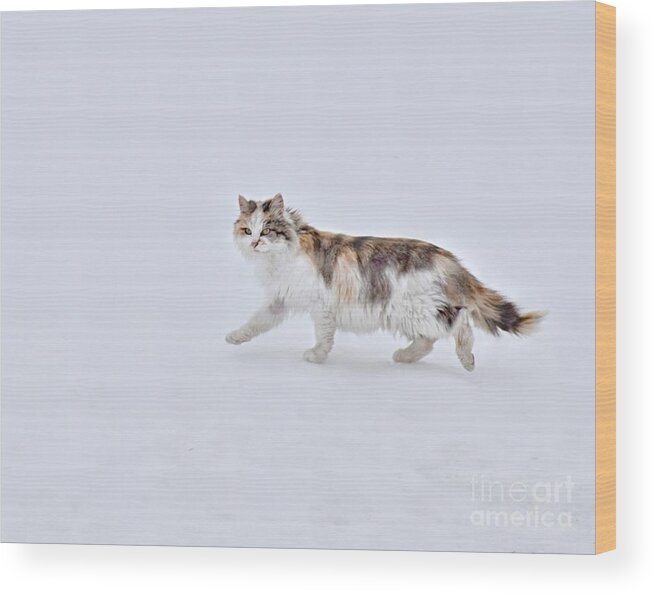 Calico Huntress Wood Print featuring the photograph Calico Huntress by Kathy M Krause