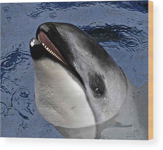 California White-sided Dolphin Wood Print featuring the photograph California White-sided Dolphin by Larry Linton