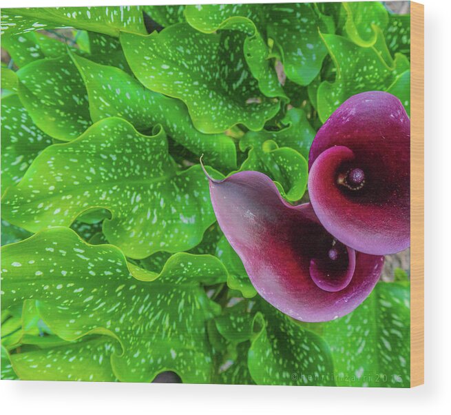 Lily Wood Print featuring the photograph Calla Lily by Henri Irizarri