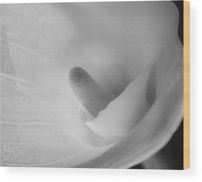 Flower Wood Print featuring the photograph Calla Lily by John Roach