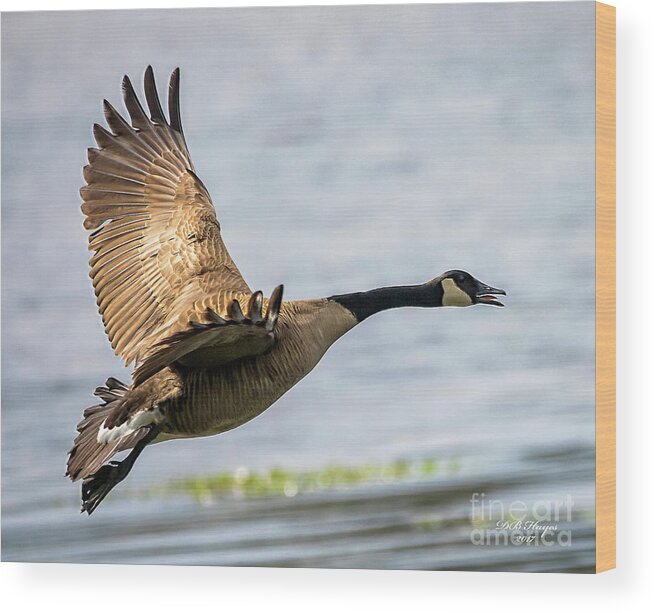 Goose Wood Print featuring the photograph Canada Goose In Flight by DB Hayes