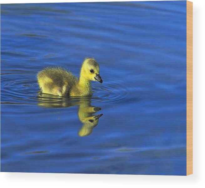 Canada Goose Wood Print featuring the photograph Canada Gosling Goes for A Swim by Tony Beck