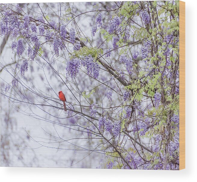Wisteria Wood Print featuring the photograph Cardinal and wisteria by Andrea Anderegg