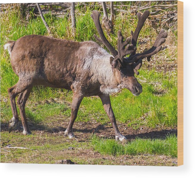 Caribou Wood Print featuring the photograph Caribou Antlers in Velvet by Allan Levin
