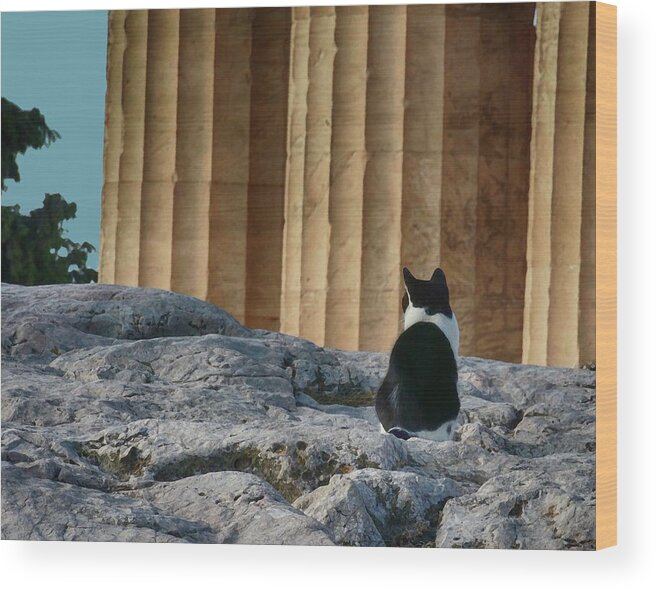 Cats Wood Print featuring the photograph Cat at Parthenon, by Coke Mattingly
