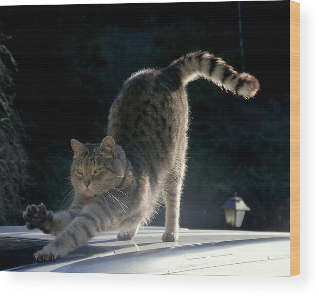 Cat Wood Print featuring the photograph Cat Yoga by Peter Mooyman