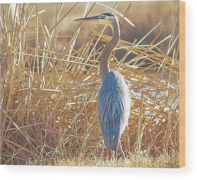 Wildlife Wood Print featuring the photograph Charlie by Scott Cordell