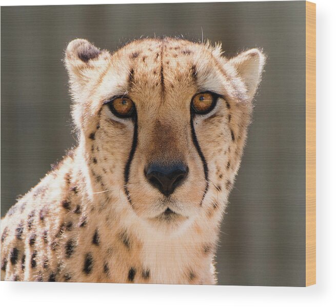 Cheetah Wood Print featuring the photograph Cheetah by Philip Rodgers