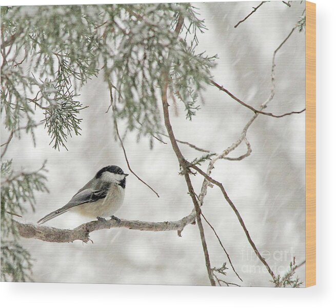 Chickadee Wood Print featuring the photograph Chicadee in a Snow Storm by Paula Guttilla