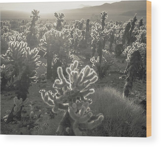 Joshua Tree National Park Wood Print featuring the photograph Cholla Morning by Joseph Smith