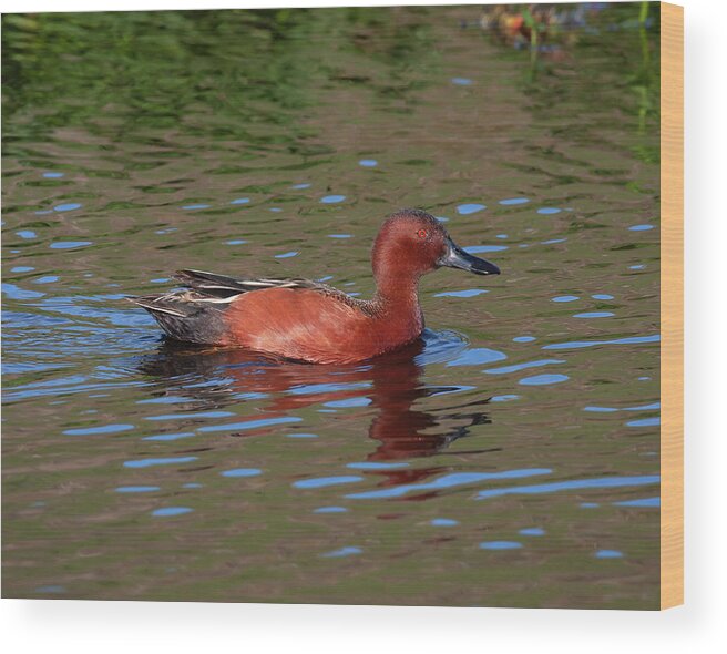 Mark Miller Photos Wood Print featuring the photograph Cinnamon Teal in Pretty Water by Mark Miller