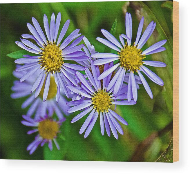 Closeup Of Leafy Bract Asters On Iron Creek Trail In Sawtooth National Wilderness Area-idaho From Iron Creek Trail In Sawtooth National Wilderness Area Wood Print featuring the photograph Closeup of Leafy Bract Asters on Iron Creek Trail in Sawtooth National Wilderness Area-Idaho by Ruth Hager