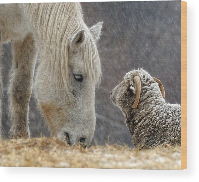 Horse Wood Print featuring the photograph Clouseau and Friend by Don Schroder