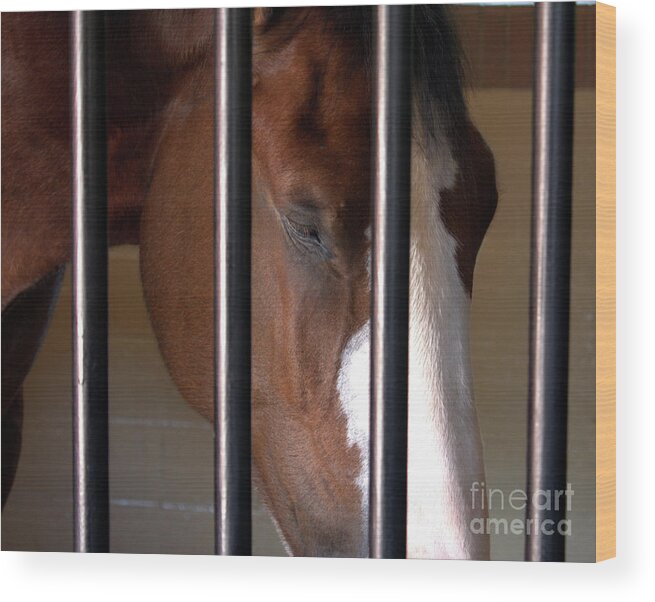 Horse Wood Print featuring the photograph Clydesdale by Phil Spitze