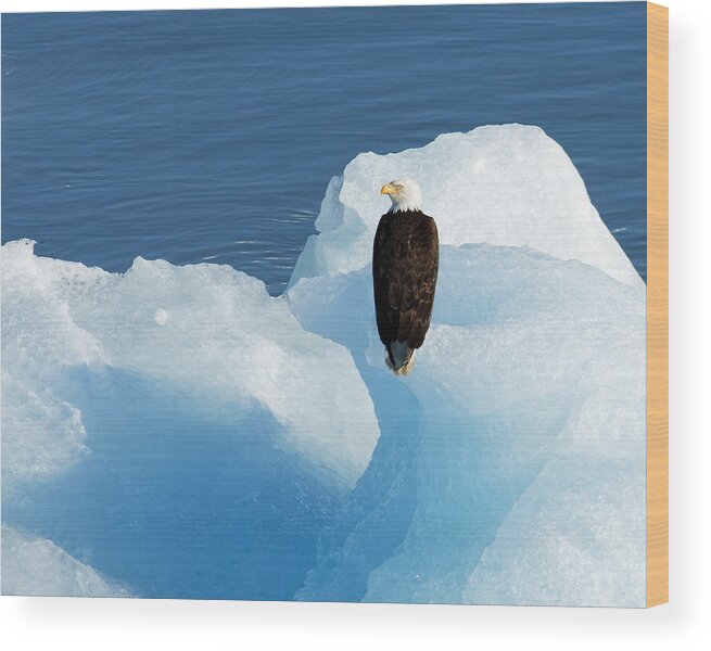 Cold Feet Wood Print featuring the photograph Cold Feet -- Bald Eagle on an Iceberg in Disenchantment Bay, Alaska by Darin Volpe