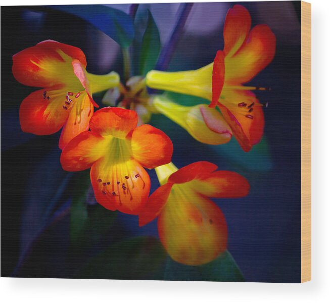 Flower Wood Print featuring the photograph Color Burst by Mark Andrew Thomas