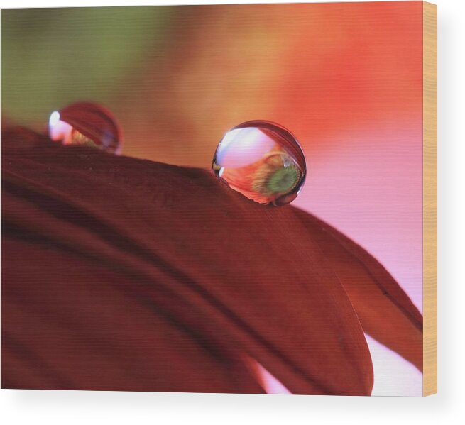 Macro Wood Print featuring the photograph Colorful Reflections by Angela Murdock