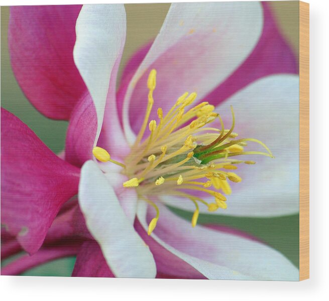 Columbine Wood Print featuring the photograph Columbine Flower 2 by Amy Fose