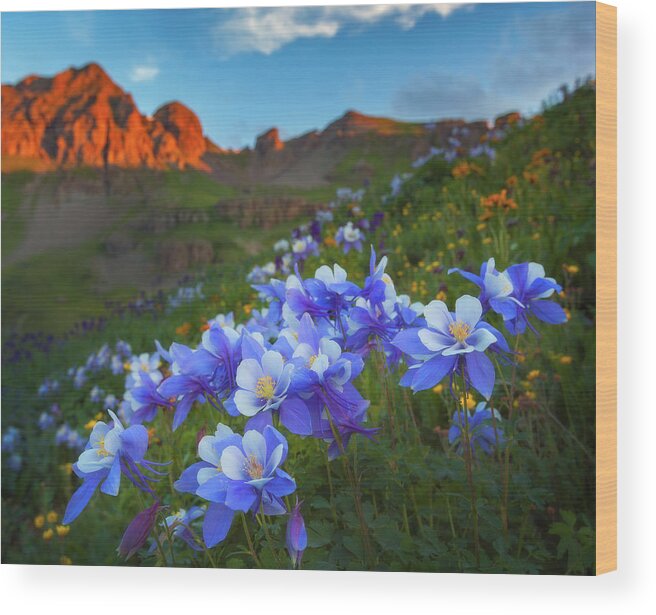 Colorado Wood Print featuring the photograph Columbine Sunrise by Darren White