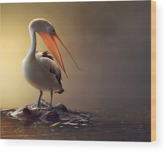 Bird Wood Print featuring the photograph Comfortable by Hendra Yudhiarto M