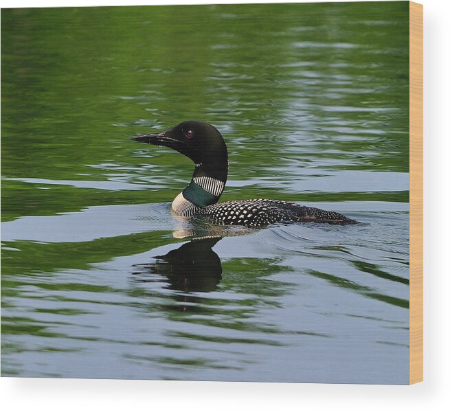 Common Loon Wood Print featuring the photograph Common Loon by Tony Beck