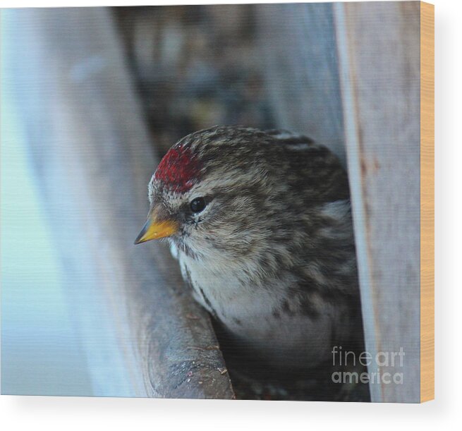 Redpoll Wood Print featuring the photograph Common Redpoll by Ann E Robson