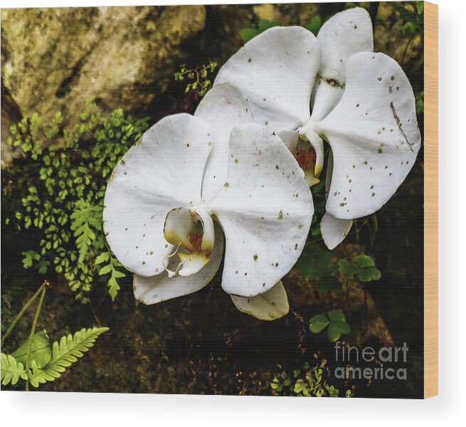 Flower Wood Print featuring the photograph Cookies and Cream by Les Greenwood