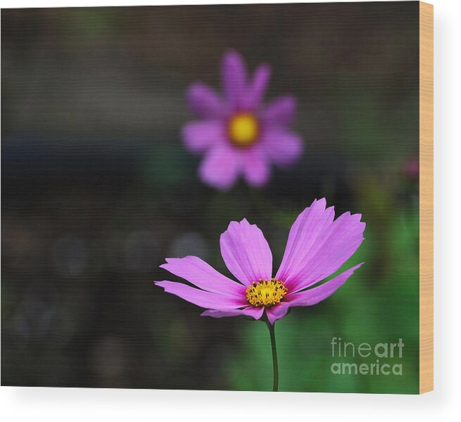 Cosmos Wood Print featuring the photograph Cosmos by Edward Sobuta