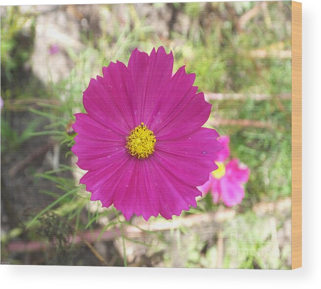 Flower Wood Print featuring the photograph Cosmos in the Pink by Lizi Beard-Ward