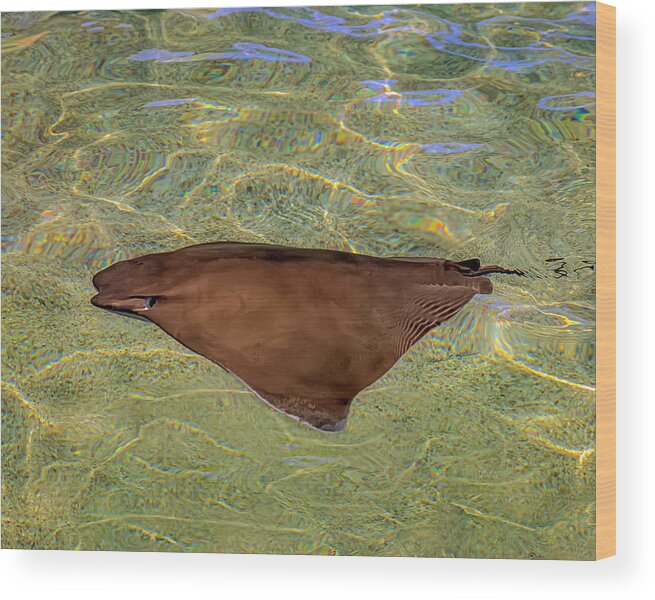 Stingray Wood Print featuring the photograph Cownose Stingray h1823 by Mark Myhaver