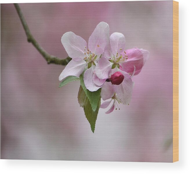 Plant Wood Print featuring the photograph Crab Apple Blossoms by Ann Bridges
