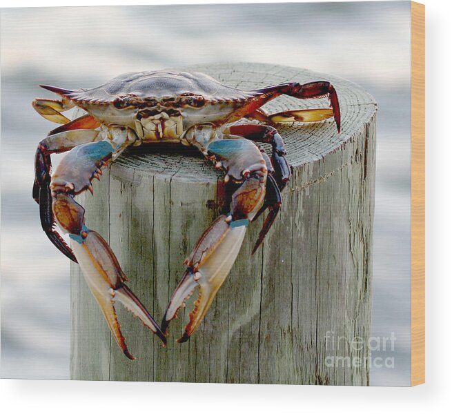 Crab Photography Wood Print featuring the photograph Crab Hanging Out by Luana K Perez