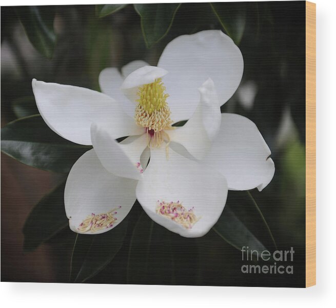Flower Wood Print featuring the photograph Creamy Tight Buds by Dale Powell
