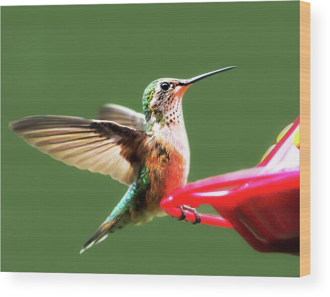 Wildlife Wood Print featuring the photograph Crested Butte Hummingbird by Scott Cordell