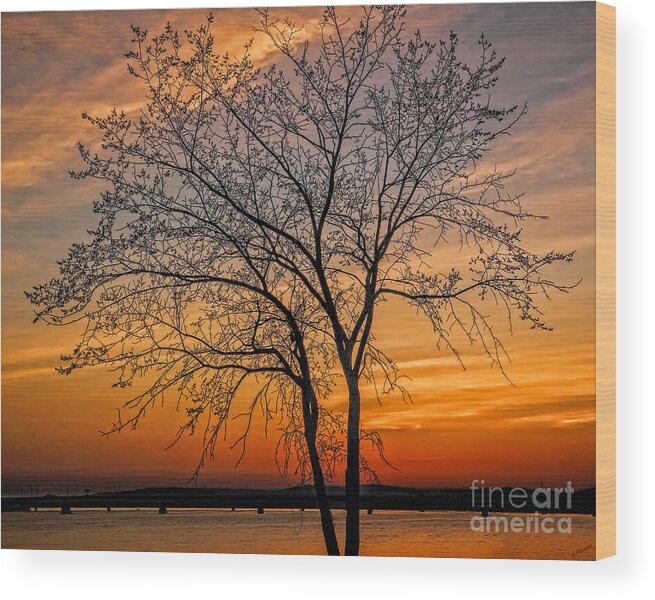 Tree Wood Print featuring the photograph Crimson Branches by Carol Randall
