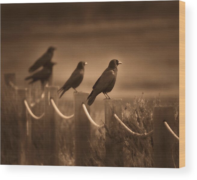 Crows Wood Print featuring the photograph Crows by Dusty Wynne