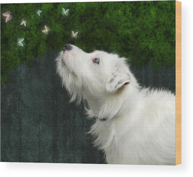 Dog Wood Print featuring the photograph Cute White Jack Russel Dog by Ethiriel Photography
