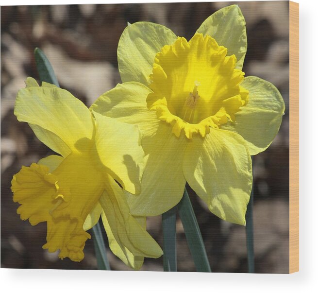 Nature Wood Print featuring the photograph Daffodils in Spring by Sheila Brown