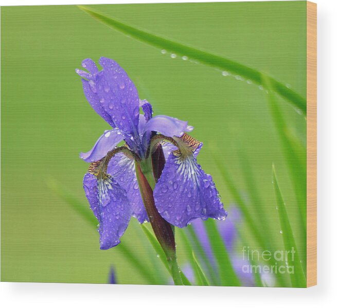 Purple Wood Print featuring the photograph Dance in the Rain by Lila Fisher-Wenzel
