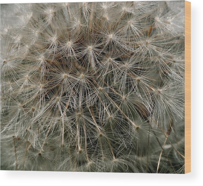 Flower Wood Print featuring the photograph Dandelion Head by William Selander