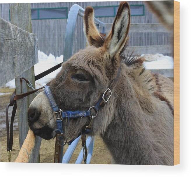 Donkey Wood Print featuring the photograph Daniel the Donkey by Suzanne DeGeorge
