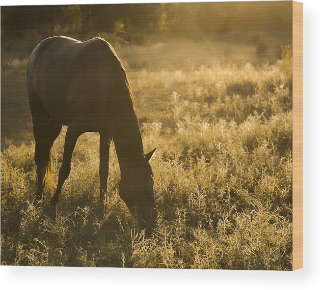 Equine Wood Print featuring the photograph Dark Horse by Ron McGinnis