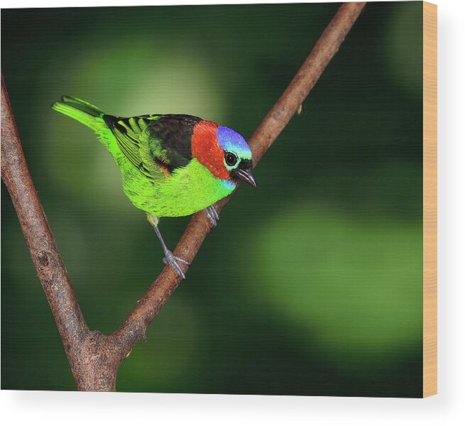 Red-necked Tanager Wood Print featuring the photograph Dark to Light by Tony Beck